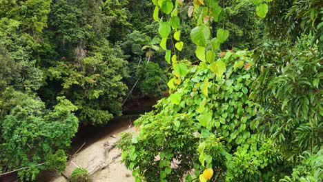 drone footage captures the dense, vibrant greenery of the daintree rainforest canopy in port douglas, australia