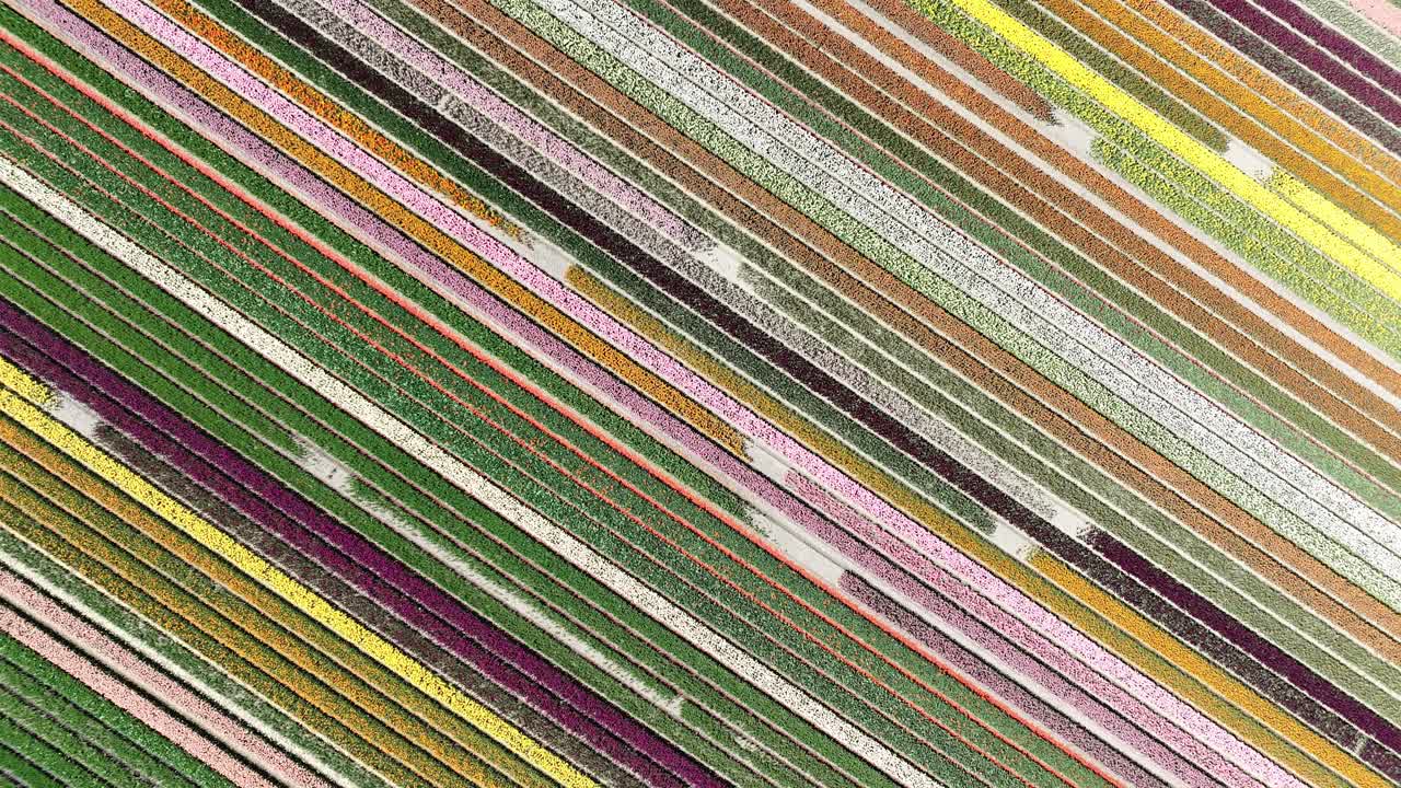 tulip fields, blooming flowers, agricultural fields, spring, bulb fields, aerial drone views, colored flowers, Holland, The Netherlands.