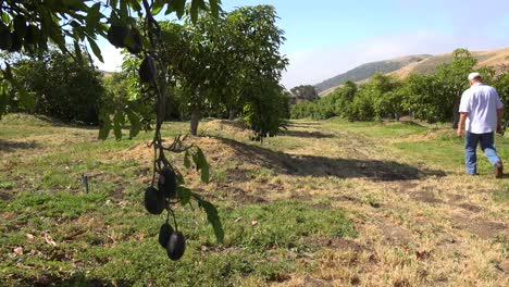 pan across avocado farm orchard on the coast of california near santa barbara with farmer