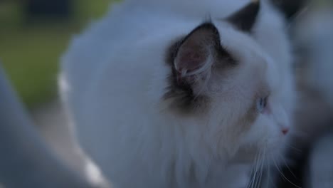 Kopfschuss:-Weiße-Katze-Im-Schatten,-Die-Sich-Umschaut