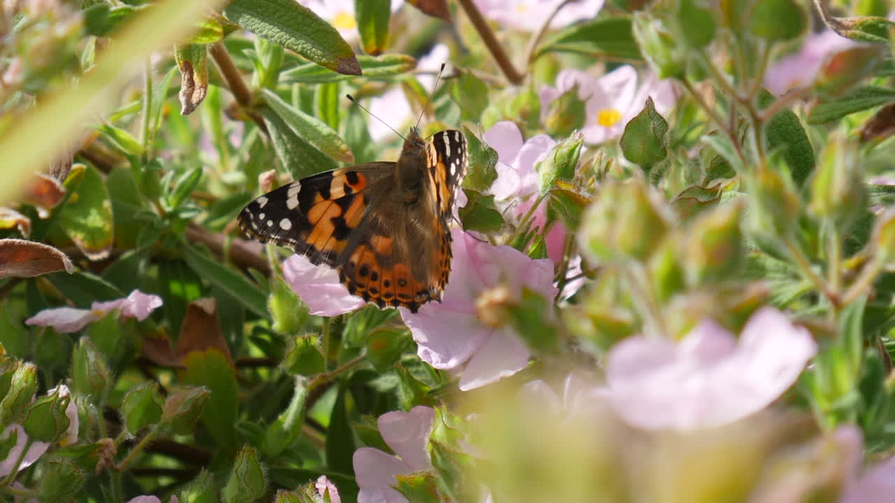 Close up of a painted lady butterfly feeding on nectar and pollinating pink flowers with orange wings