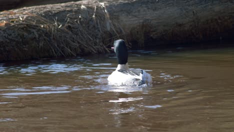 common merganser male swimming in river and diving