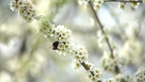 Cute-little-bumblebee-collecting-pollen-from-white-apricot-blossoms-in-full-bloom.