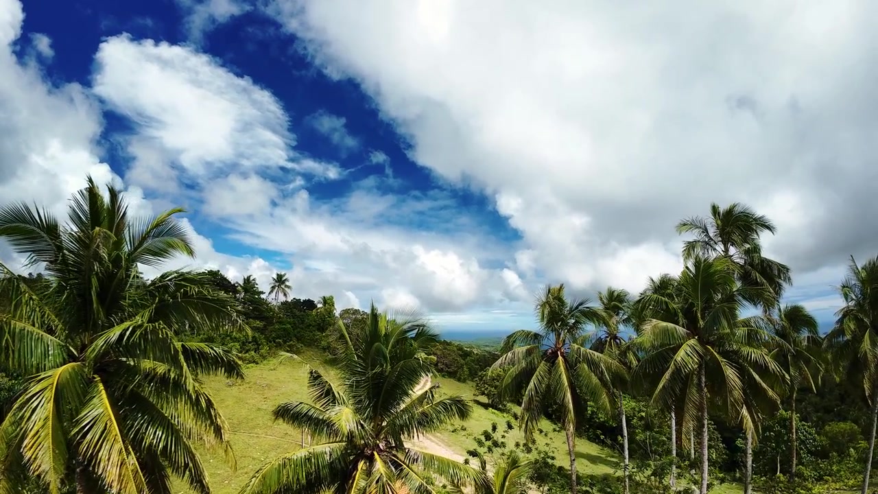 Extensa cresta de cocoteros bajo un amplio cielo azul. Gran colina de cocoteros se extiende bajo un cielo expansivo con nubes. Amplio paisaje de cocoteros con una gran colina bajo un cielo expansivo con nubes.