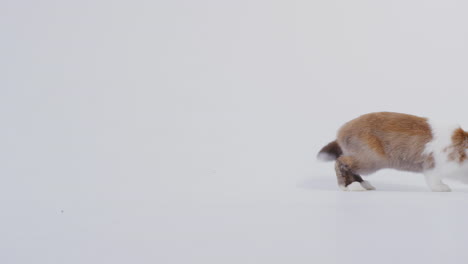 Retrato-De-Estudio-De-Conejo-De-Orejas-Flop-Marrón-Y-Blanco-En-Miniatura-Saltando-Sobre-Fondo-Blanco