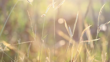 the grass of the field swaying in the wind in the evening with a golden light