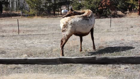 Eine-Kleine-Herde-Getrennt-Lebender-Elchbullen-In-Der-Nähe-Von-Estes-Park-Colorado-Weidet-Im-Zeitigen-Frühjahr