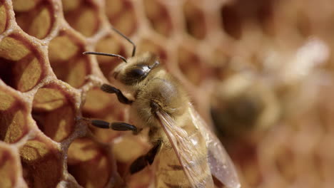 apicoltura - l'ape operaia sposta le antenne attorno al nido d'ape nell'alveare, colpo di dettaglio