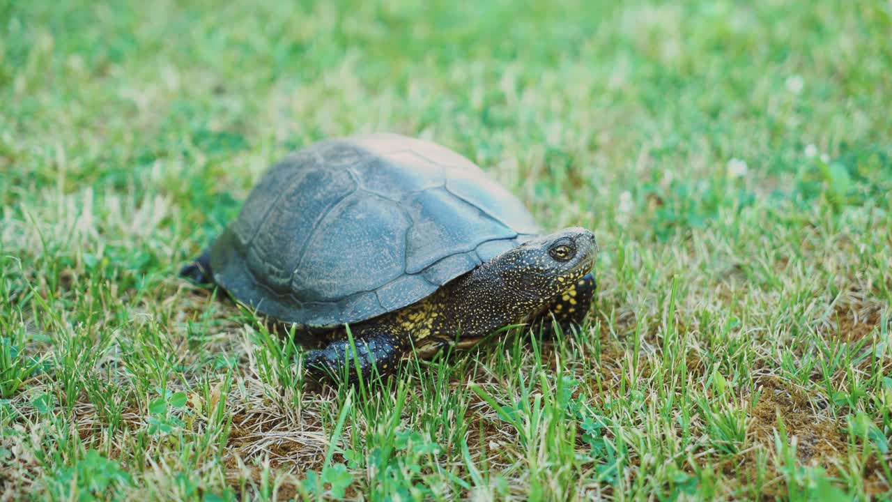 The land turtle in the grass. Turtle crawling on the ground among the plants