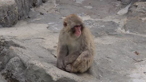 Japanische-Makaken-Hocken-Beim-Kauen-Auf-Felsigem-Boden-Im-Zoopark