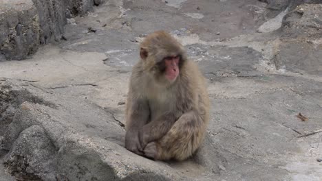 el mono macaco japonés se pone en cuclillas en un terreno rocoso en el parque zoológico mientras mastica