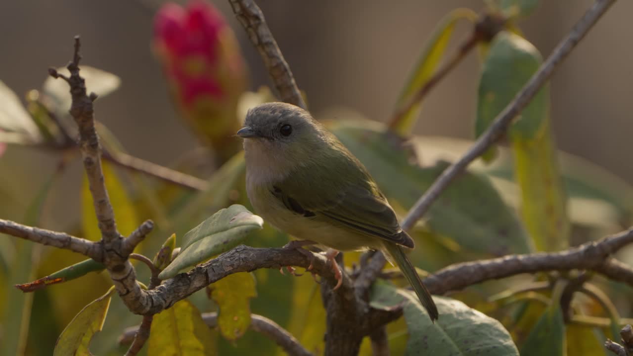 hermosos pájaros colgantes de nepal