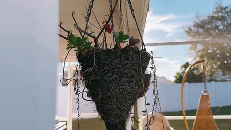 hanging succulent planters on a porch