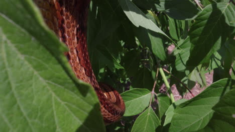 Tree-climbing-corn-snake-close-up-scales