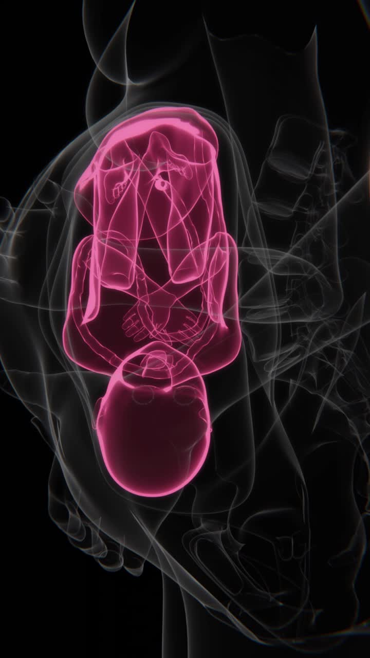 Pregnant Woman And Fetus X-Ray Video | Fetus indication video blue to red animation