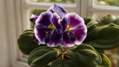 african violet by a window
