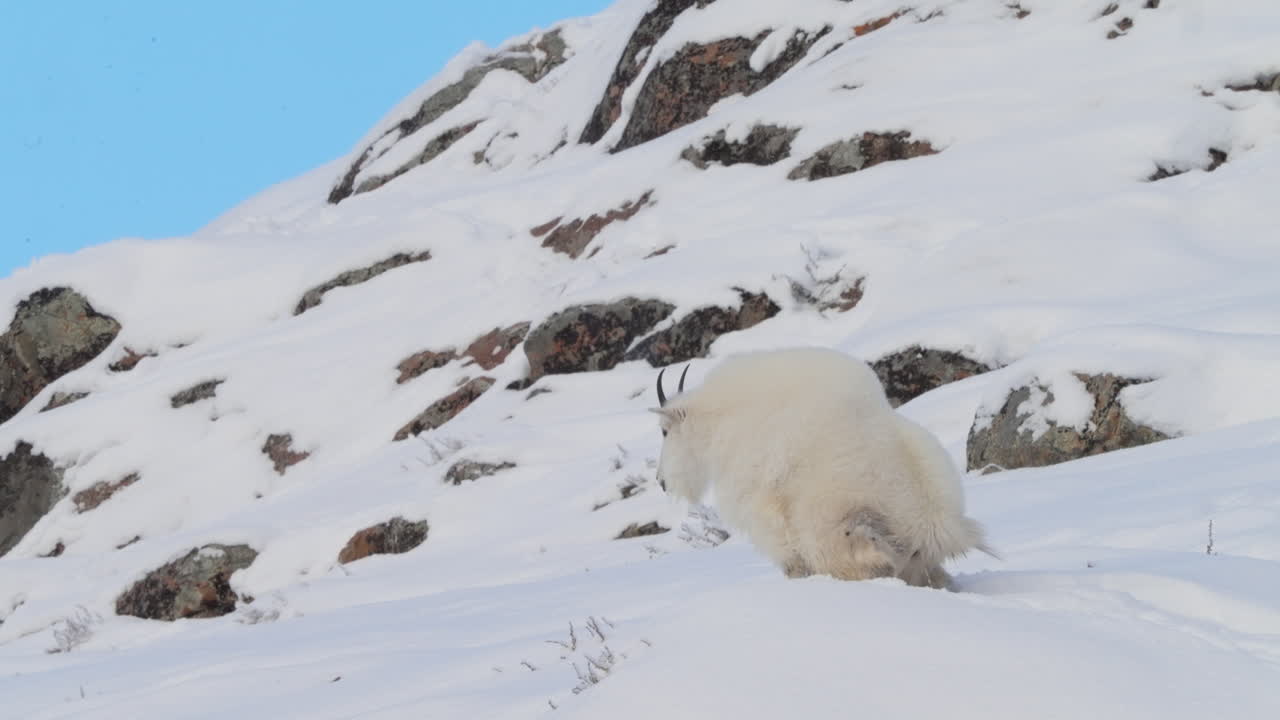 A hardy mountain goat with white hair and big horns stands atop a snow-covered rocky ledge in Yukon Territory. This winter scene showcases the resilience of North American wildlife.