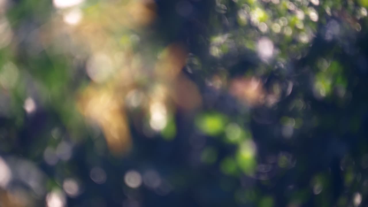 A captivating blur of foliage in nature showcasing vibrant leaves and a soft bokeh ambiance