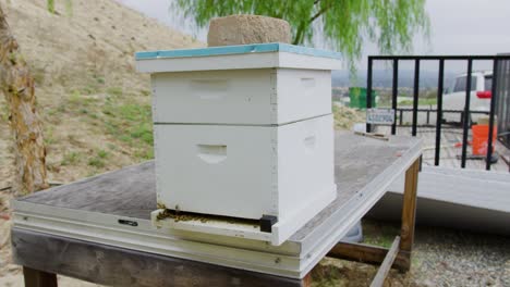 Gelbe-Honigbienen-Fliegen-In-Ihren-Bienenstock-Hinein-Und-Aus-Ihm-Heraus-Und-Sammeln-Pollen,-Um-Honig-In-Ihrem-Künstlichen-Bienenstock-Zu-Erzeugen,-Der-Vor-Einem-Anhänger-Sitzt