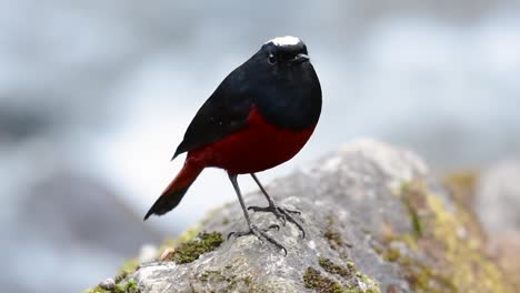 el colirrojo de cabeza blanca es conocido por su hermosa corona blanca, alas de color azul oscuro negruzco y marrón debajo de las plumas y su cola comienza con rojo