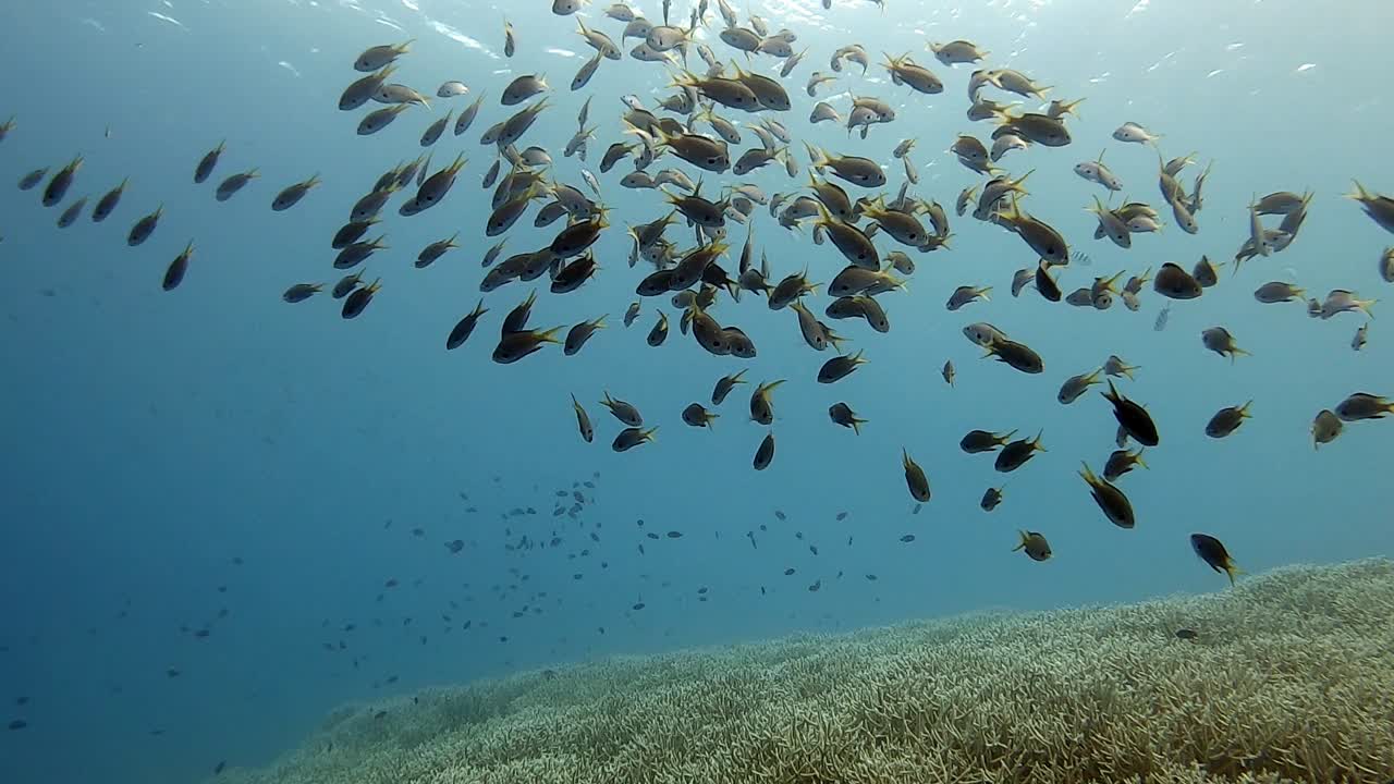 Diving in the beautiful, clear blue waters of Japan and approaching a school of reef fish - underwater