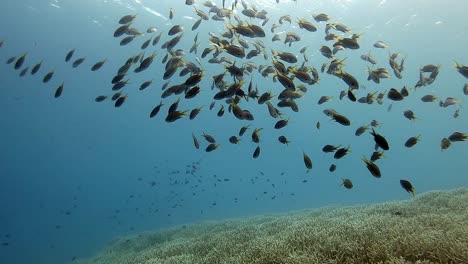 diving in the beautiful, clear blue waters of japan and approaching a school of reef fish - underwater