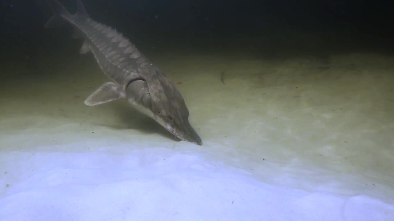 imágenes submarinas del esturión del golfo en peligro de extinción (acipenser oxyrinchus desotoi) 2018