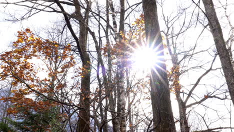 sun rays through golden foliage in autumn windy day