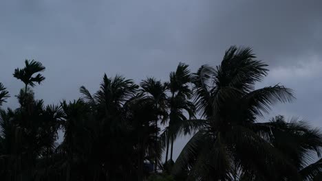 El-árbol-Se-Balancea-En-La-Tormenta