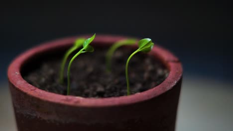 close-up-of-herbs-in-a-rotating-flower-pot