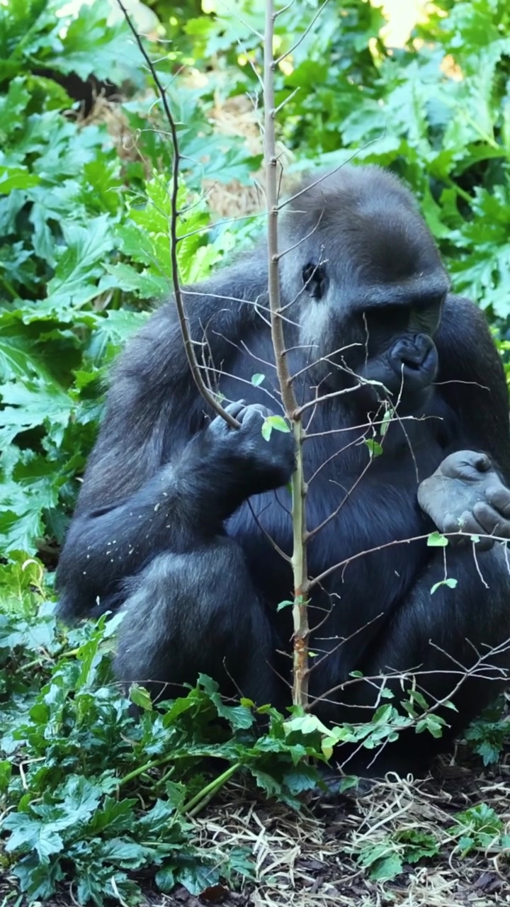 Gorilla che cerca foglie da un piccolo ramo.