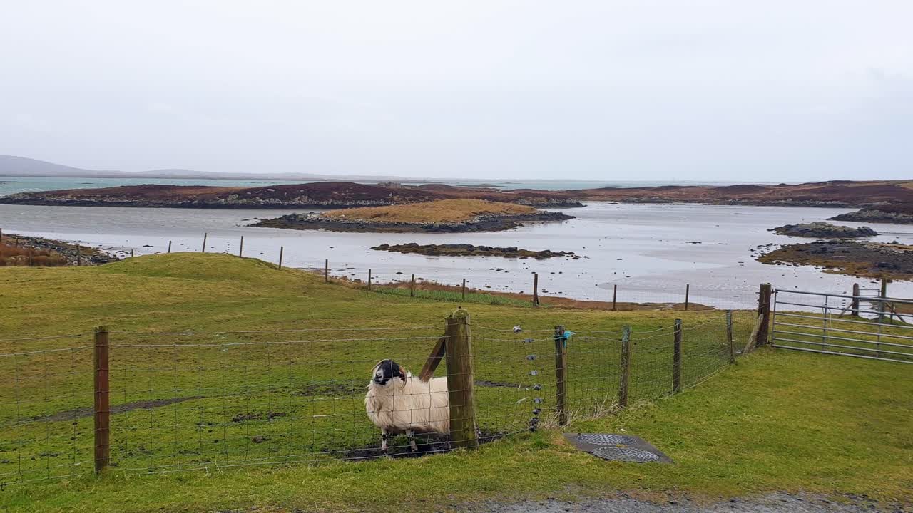 A sheep in a green field overlooking a bay with small islands under a cloudy sky.