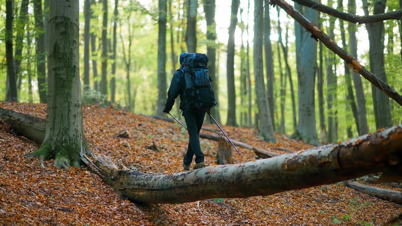 Backpackare som går på en fallen trädstam i en höstskog