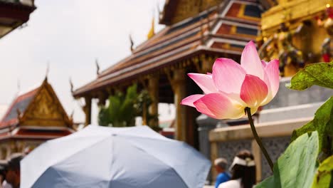 flor de loto cerca del templo del buda esmeralda, bangkok