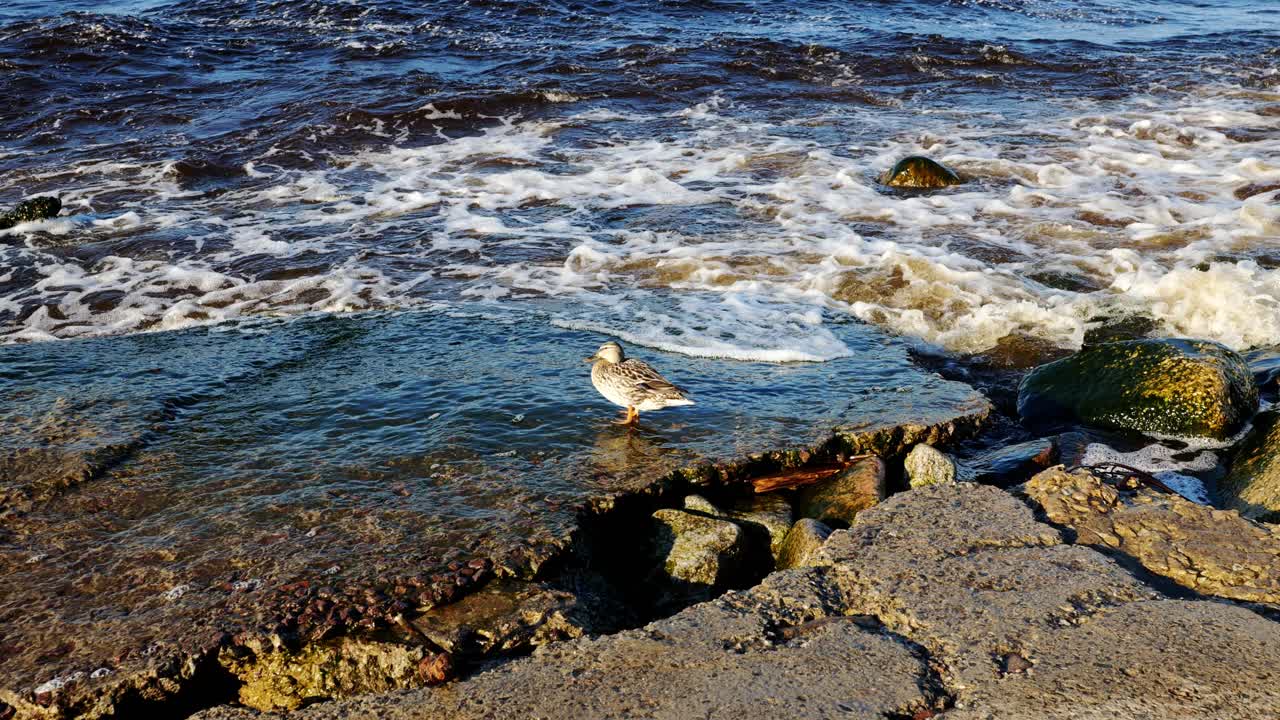 Duck on Rocky Shore with Waves