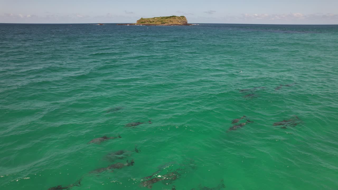 Pod Of Bottlenose Dolphins Swimming In The Sea In NSW, Australia - Drone Shot
