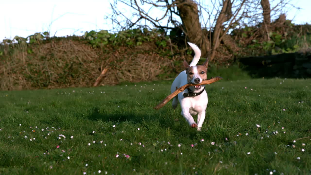 Simpatico terrier che corre con un bastone in campagna