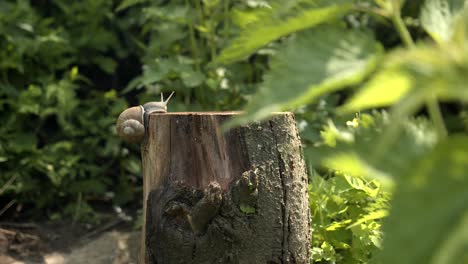 Schnecke-Krabbelt-Den-Baumstumpf-Hoch---Nahaufnahme