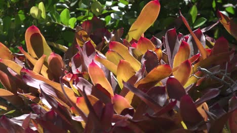 static shot of vibrant red bromeliads on hot summer day