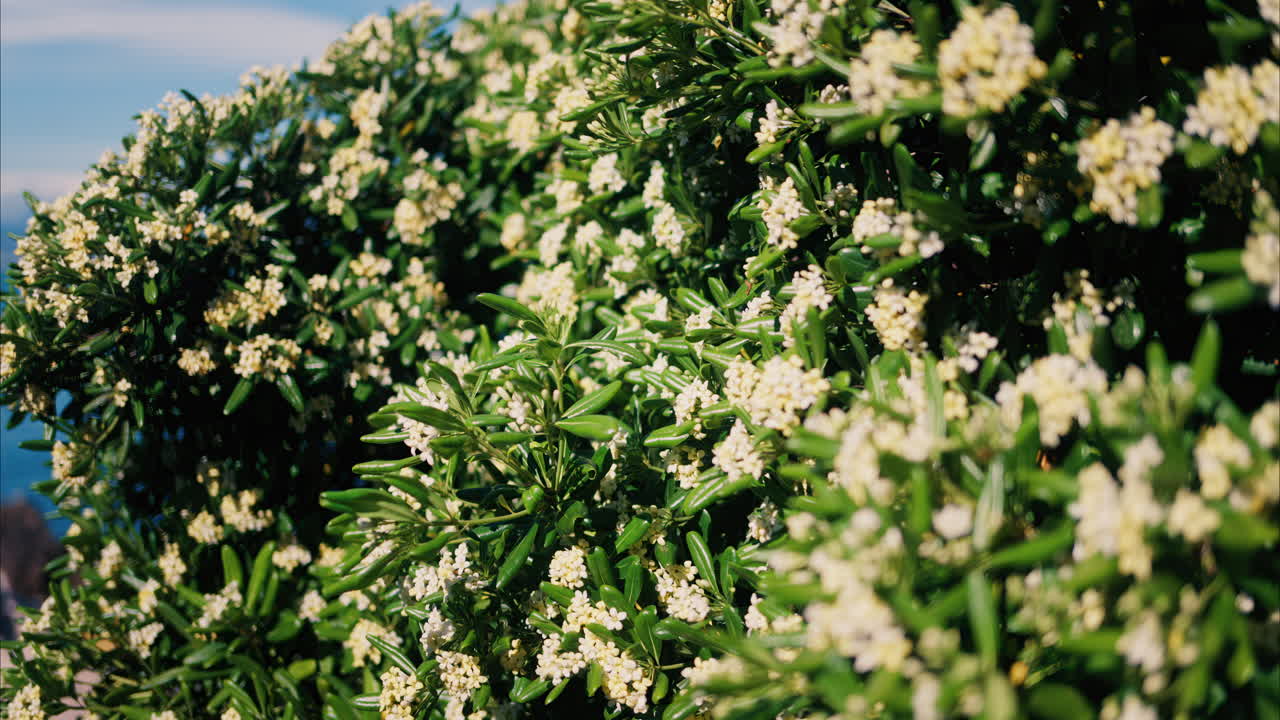 Close up of white Japanese cheesewood flowers with the Mediterranean sea on the background
