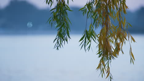 colorful branches willow tree on lake background. yellow foliage hanging closeup