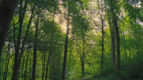 serene sunlight shines through trees in a dense green forest during golden hour.