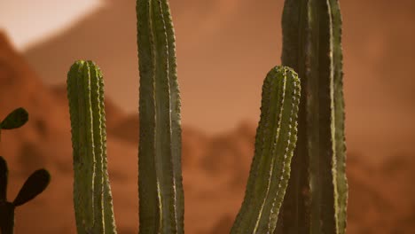 puesta de sol en el desierto de arizona con un cactus saguaro gigante