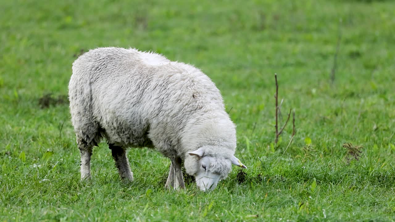 Romney sheep peacefully graze in a lush green field under natural daylight in Queenstown, New Zealand