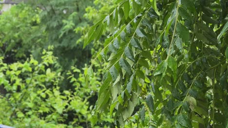 close-up of raining on vibrant green curry tree (murraya koenigii), glistening with fresh water droplets evokes a sense of freshness and vitality