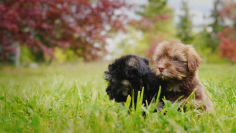 Two-Havanese-Puppies