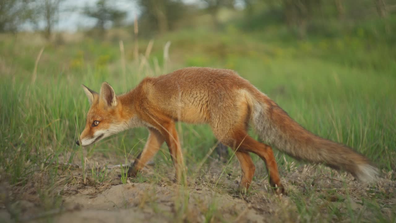 zorro rojo en un campo