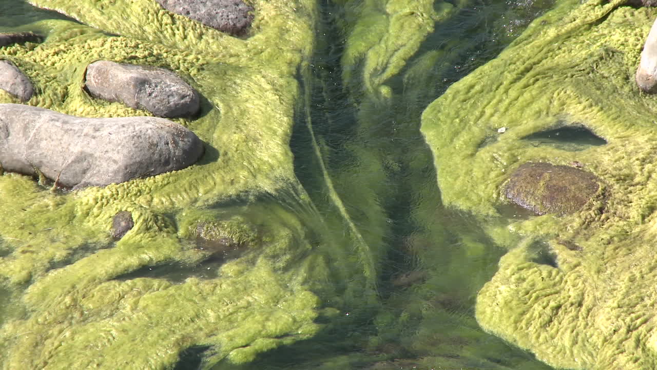 alejar las algas que crecen en el río ventura cerca de ojai california