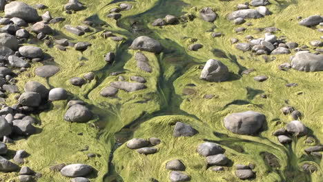 zoom out of algae growing in the ventura river near ojai california