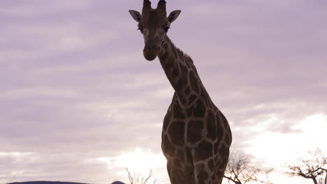 majestic giraffe walks towards camera during sunset in beatuiful african environment - medium shot